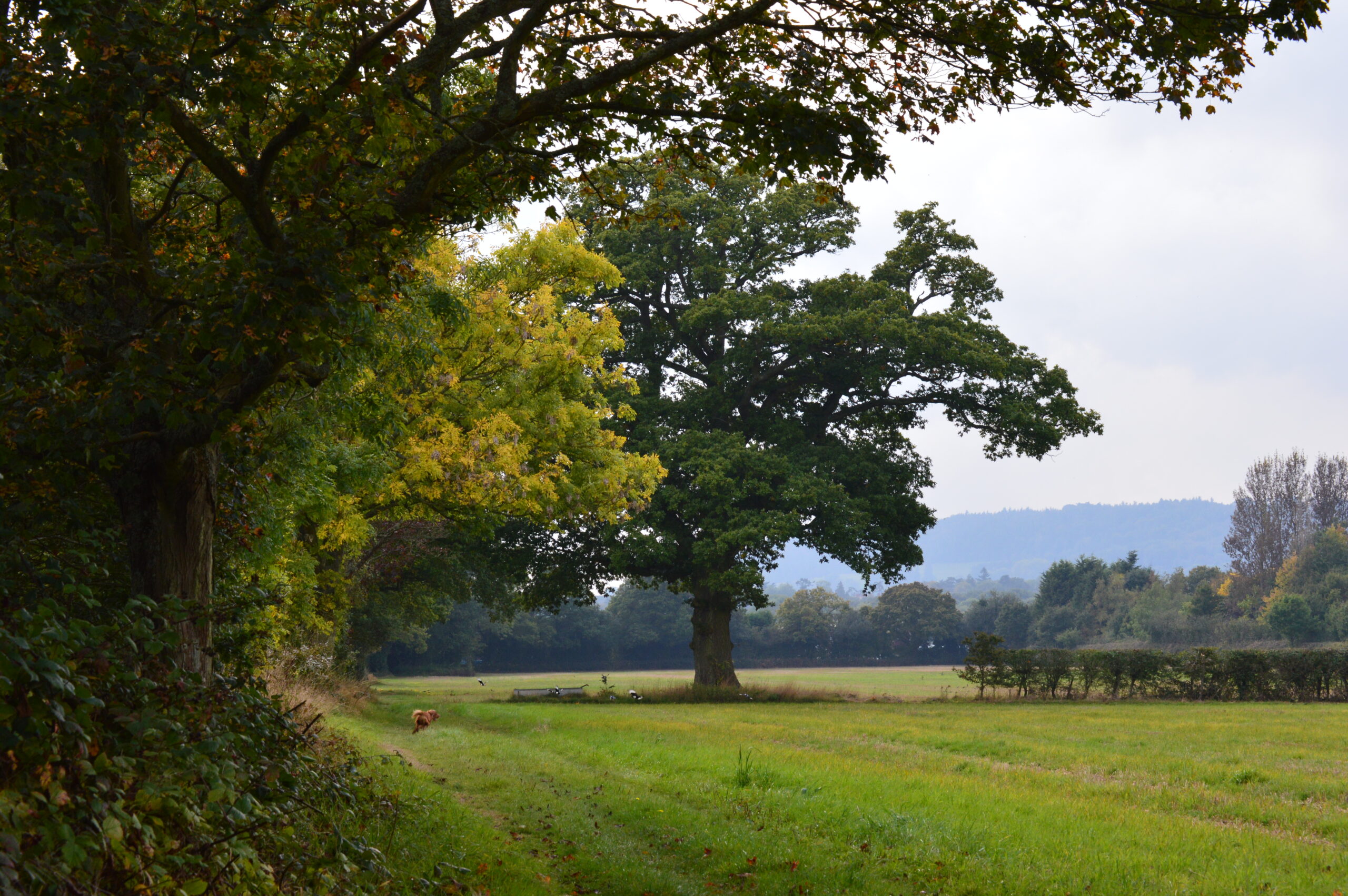 Cranleigh Green Fields