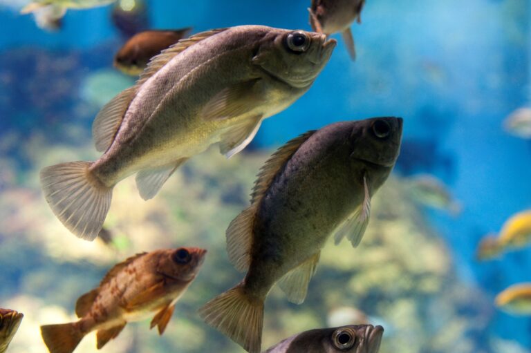 fish swimming in a river